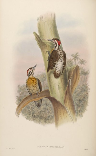 Iyngipicus ramsayi = Dendrocopos ramsayi ramsayi da John Gould